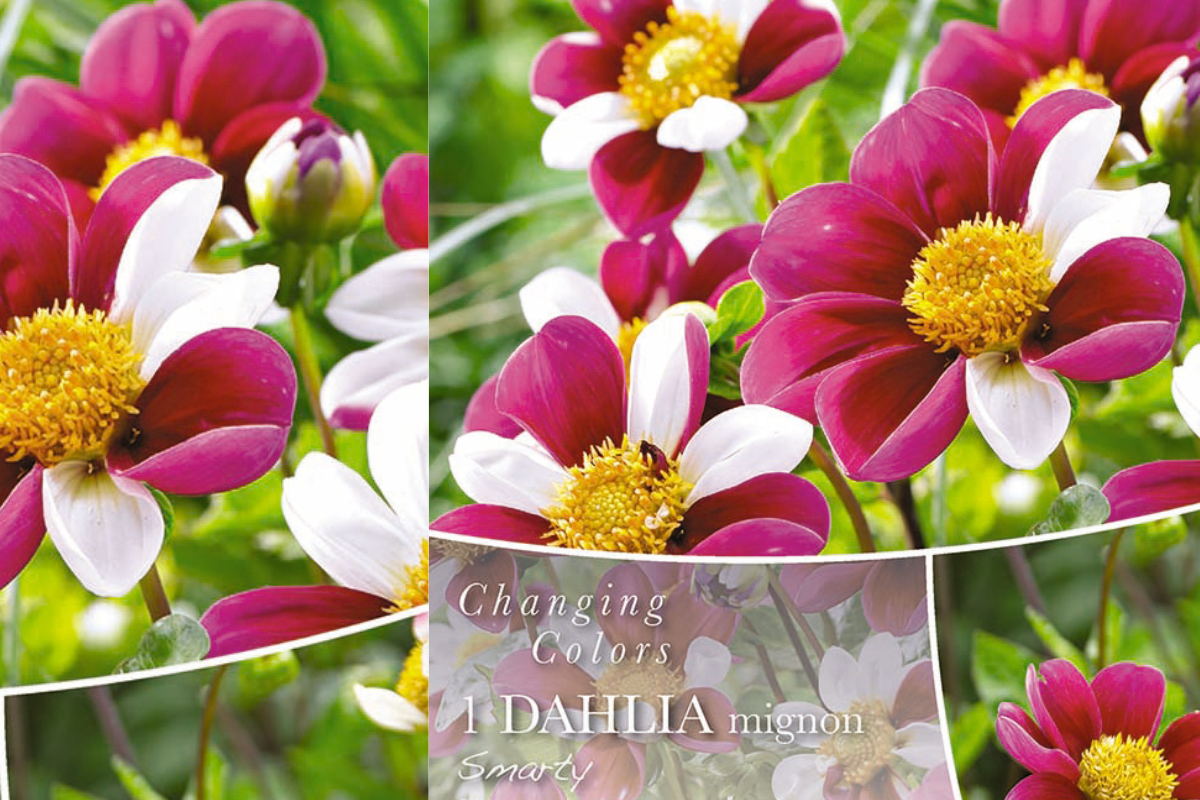 Changing colors Dahlia Smarty 1/1 