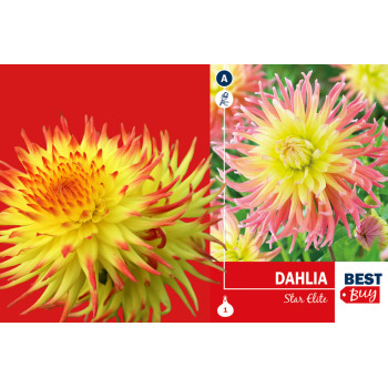 Best buy Dahlia cactus Star Elite 1/1 