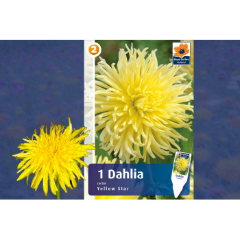 Master Dahlia cactus Yellow Star 1/1 