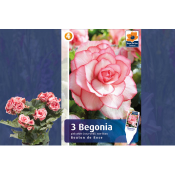 Master Begonia Bouton de Rose 3/1 