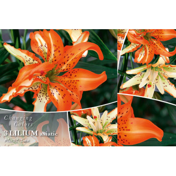 Changing colors Lilium Must See 3/1 