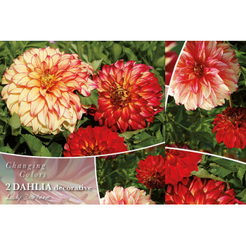 Changing colors Dahlia Lady Darlene 2/1 