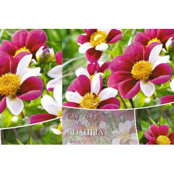 Changing colors Dahlia Smarty 1/1 