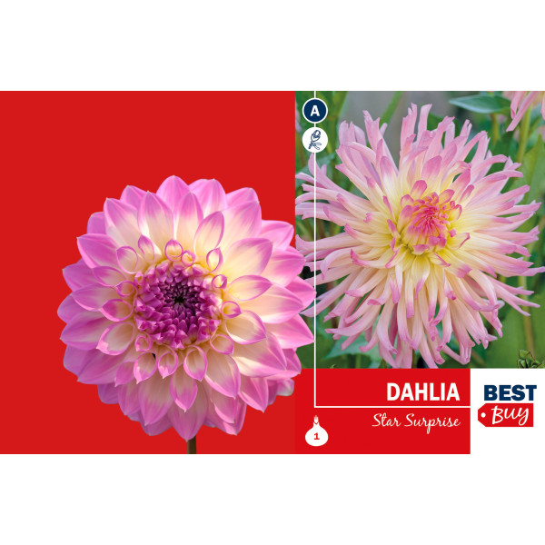 Best buy Dahlia cactus Star Surprise 1/1 