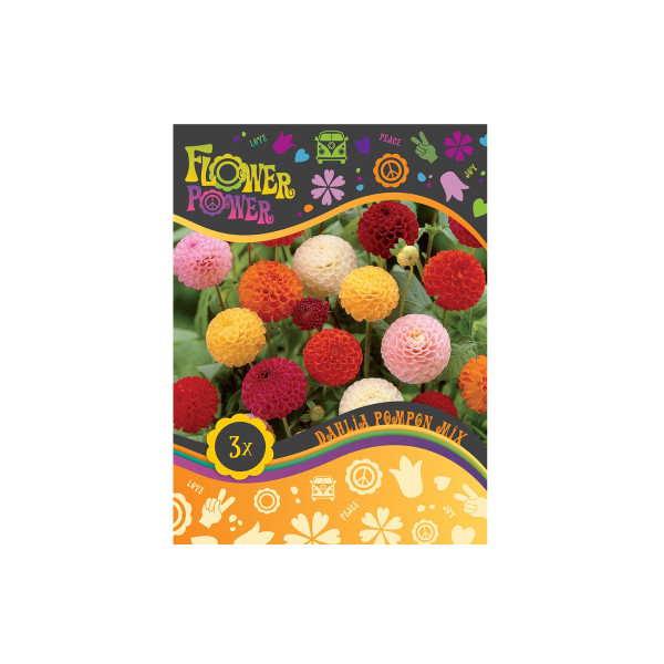 Flower power Dahlia Pompon Mix 3/1 