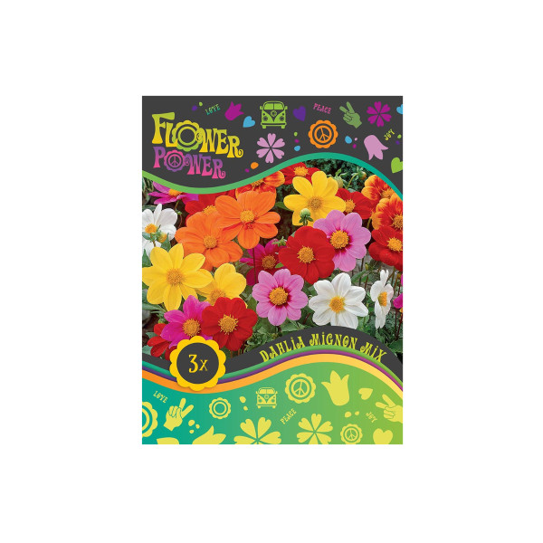 Flower power Dahlia Mignon Mix 3/1 