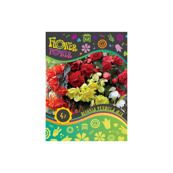 Flower power Begonia Pendula Mix 4/1 