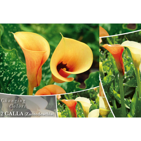 Changing colors Calla Cameo 2/1 