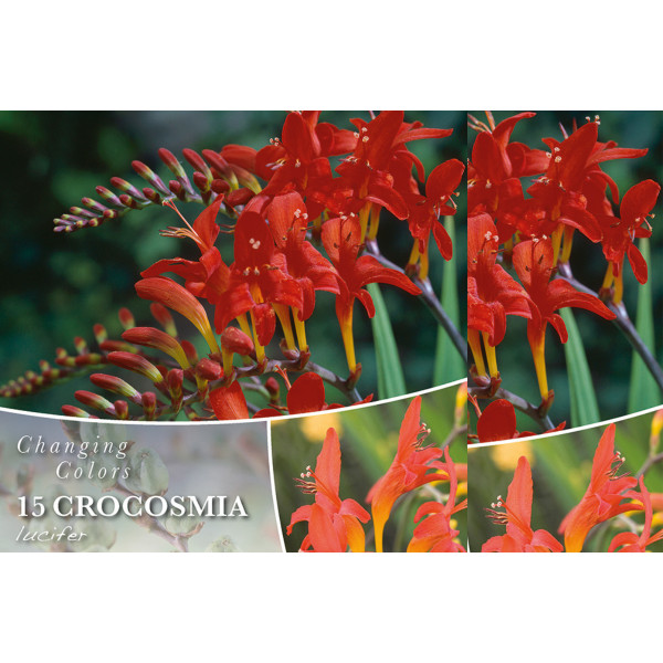 Changing colors Crocosmia lucifer 15/1 