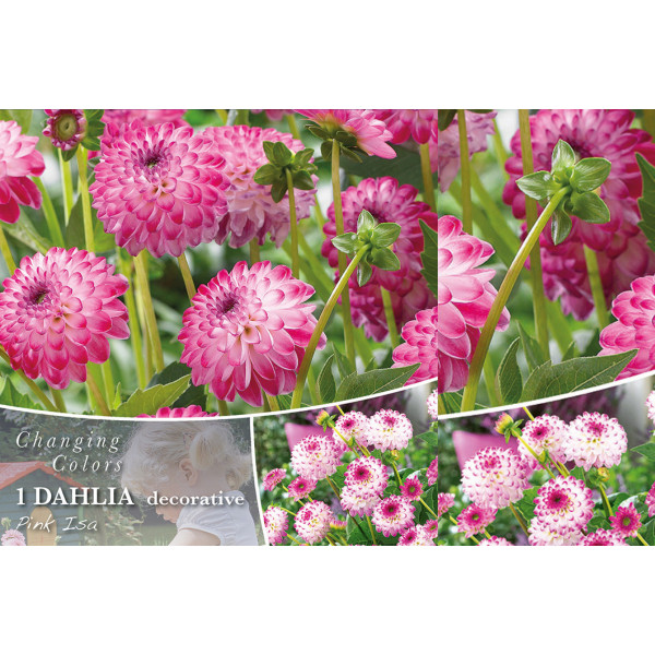 Changing colors Dahlia Pink Isa 1/1 