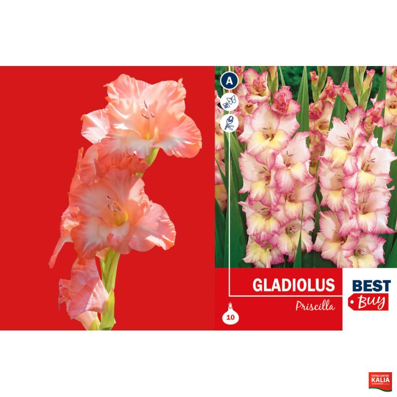 Best buy Gladiolus Priscilla 10/1 