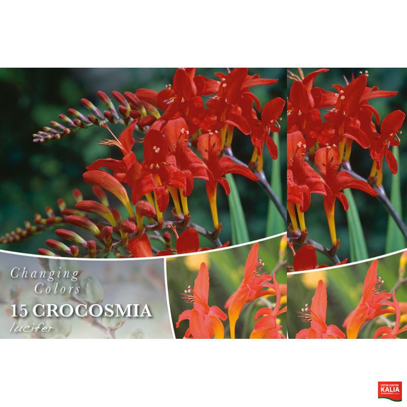 Changing colors Crocosmia lucifer 15/1 